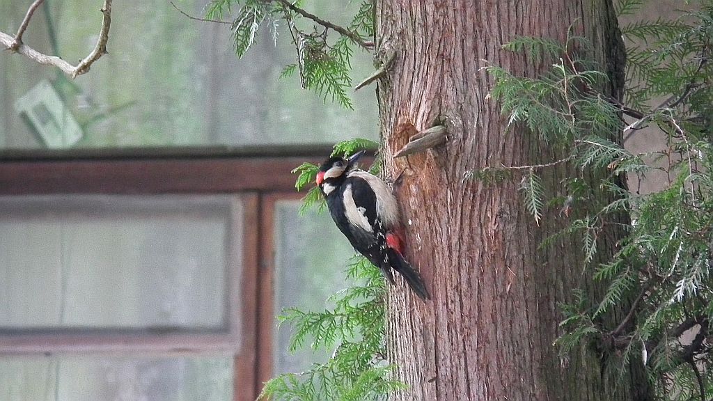 Dzięcioł duży (Dendrocopos major)