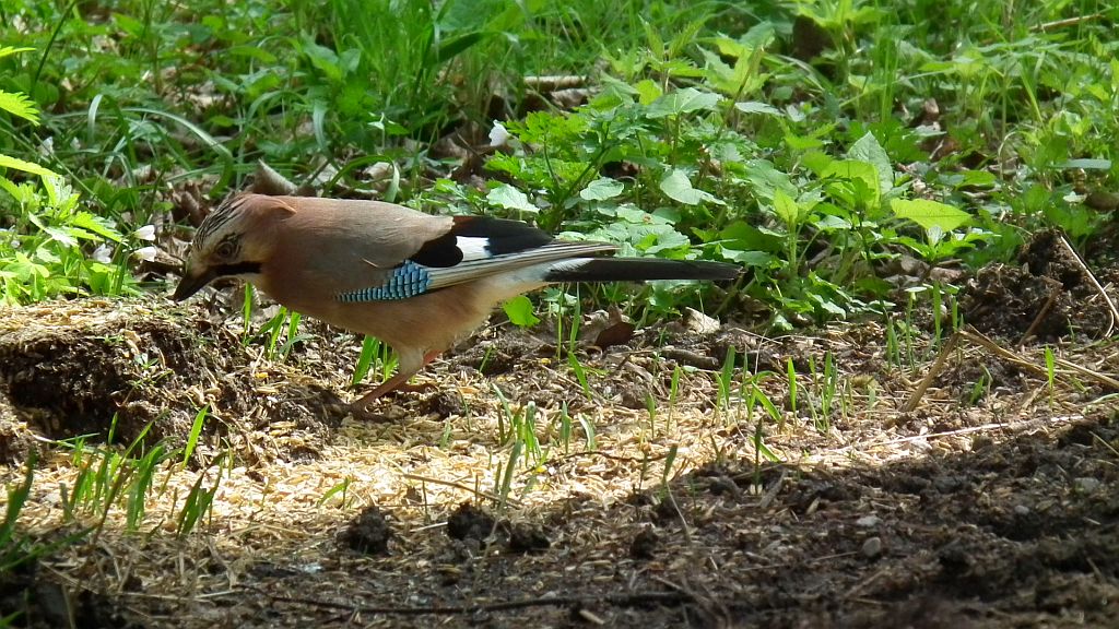 Sójka zwyczajna/sójka (Garrulus glandarius)