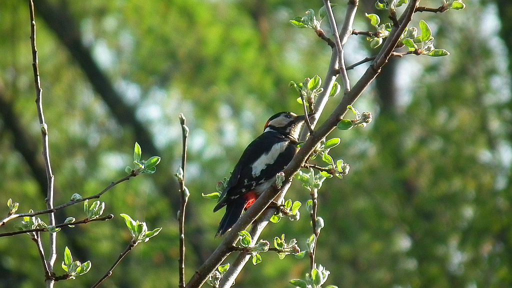 Dzięcioł duży (Dendrocopos major)
