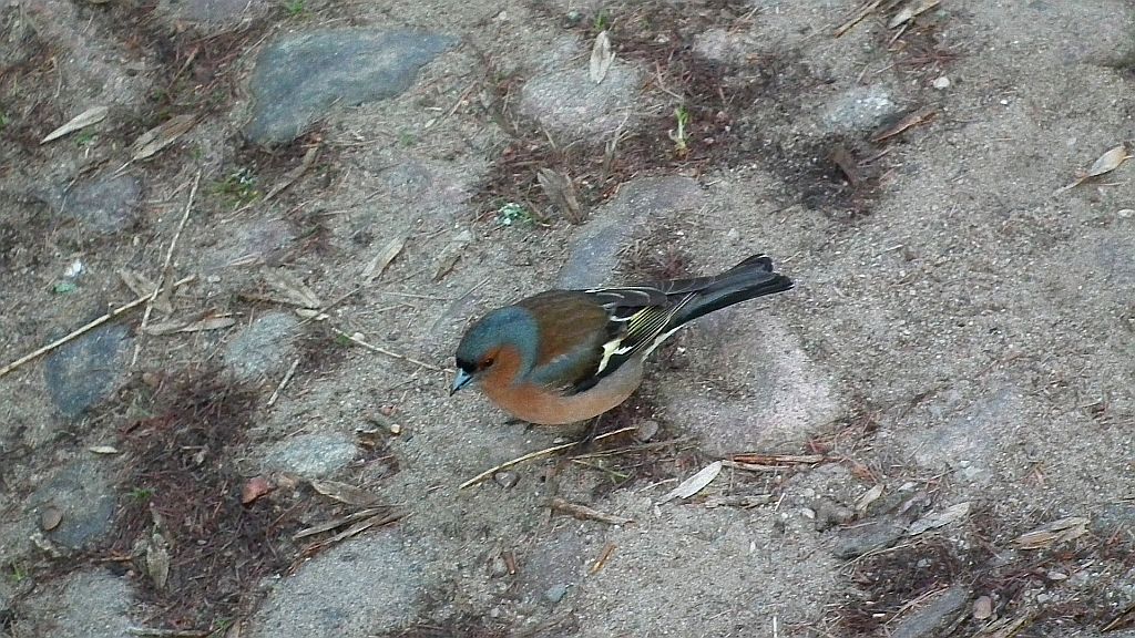 Zięba zwyczajna (Fringilla coelebs)