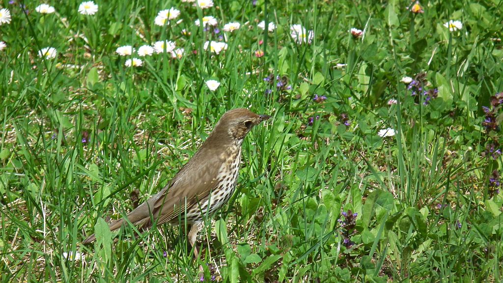 Drozd śpiewak (Turdus philomelos; syn. T. ericetorum)