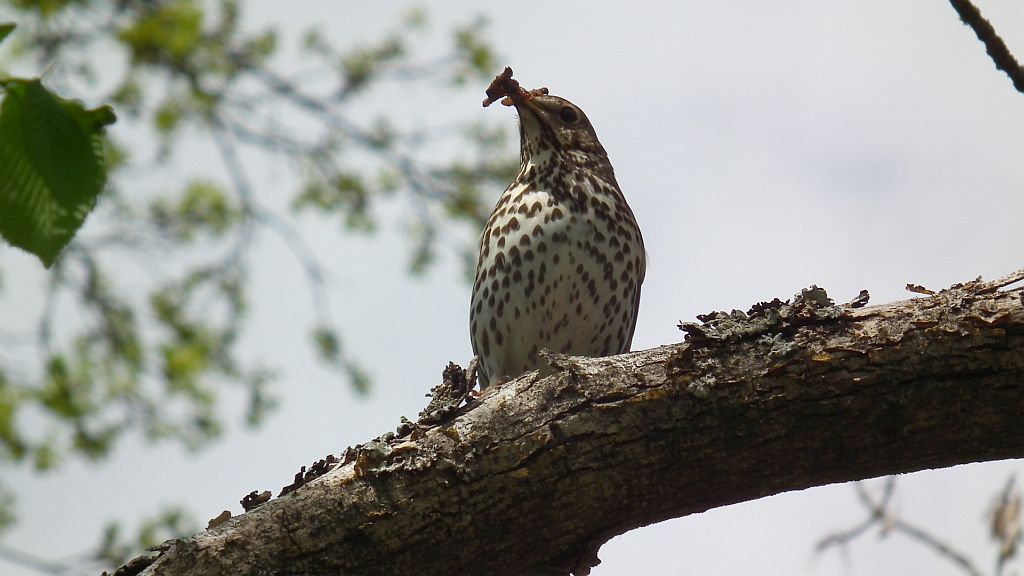 Drozd śpiewak (Turdus philomelos; syn. T. ericetorum)