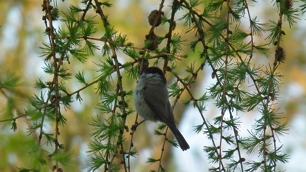 Sikora uboga, szarytka (Poecile palustris syn. Parus palustris)