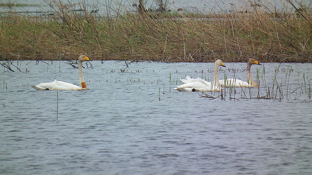 Łabędź krzykliwy (Cygnus cygnus)
