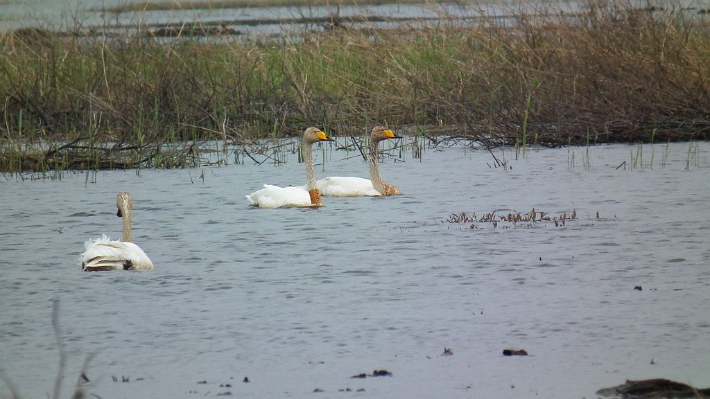 Łabędź krzykliwy (Cygnus cygnus)