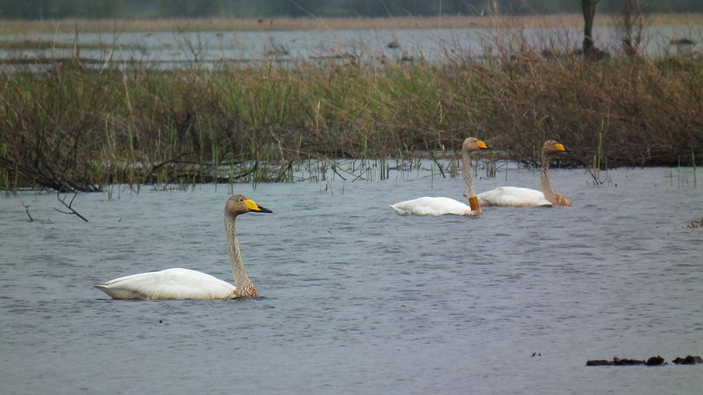 Łabędź krzykliwy (Cygnus cygnus)