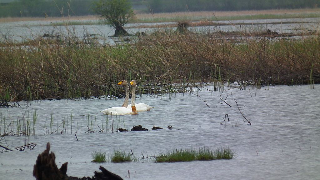 Łabędź krzykliwy (Cygnus cygnus)