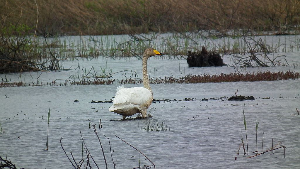 Łabędź krzykliwy (Cygnus cygnus)