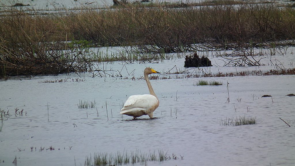 Łabędź krzykliwy (Cygnus cygnus)