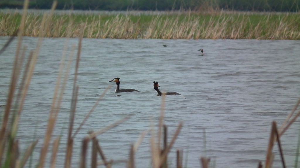 Perkoz dwuczuby (Podiceps cristatus)