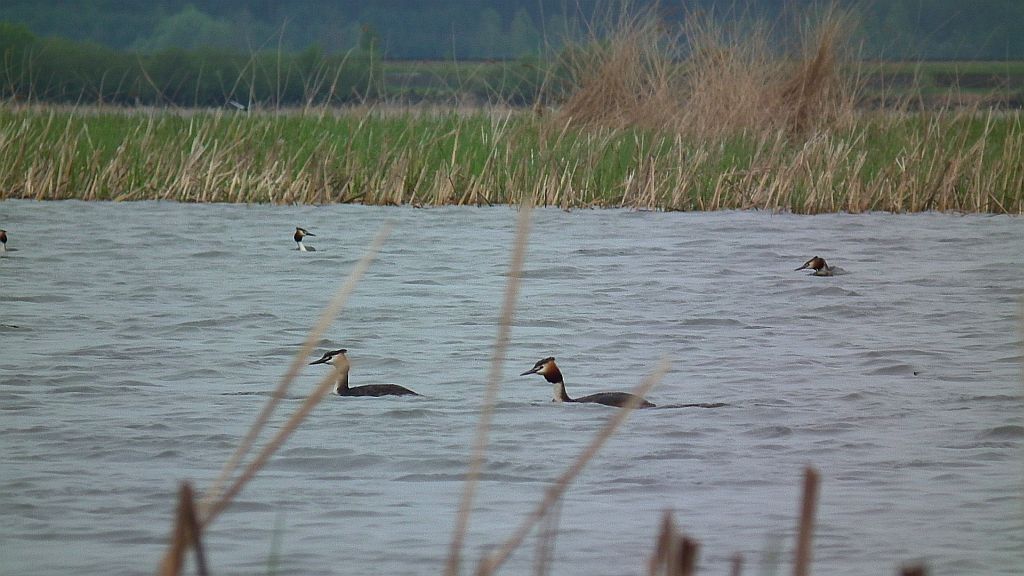 Perkoz dwuczuby (Podiceps cristatus)