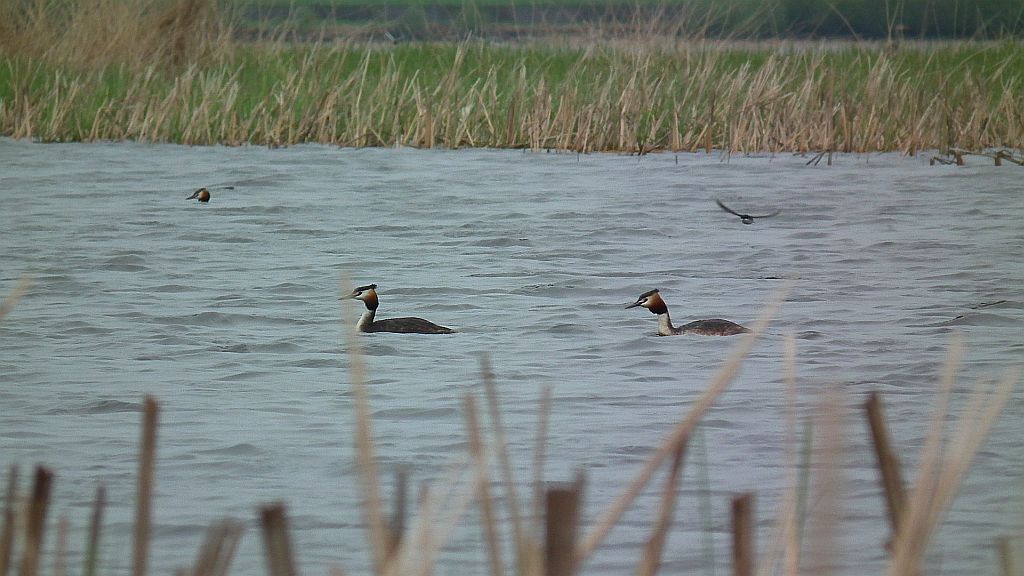 Perkoz dwuczuby (Podiceps cristatus)