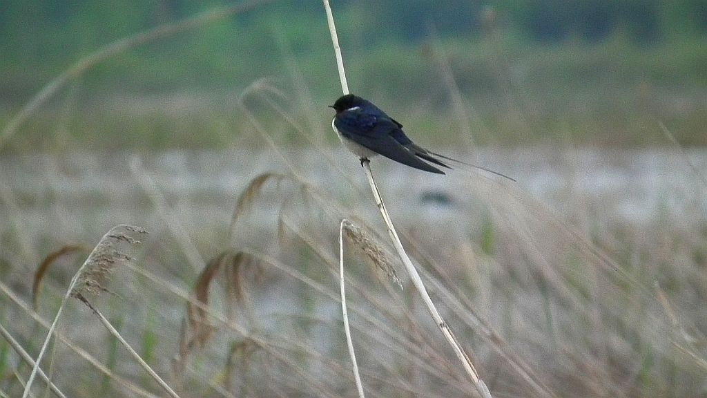 Jaskółka dymówka (Hirundo rustica)
