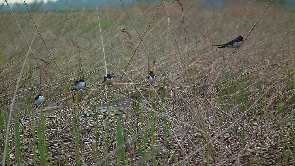 Jaskółka dymówka (Hirundo rustica)