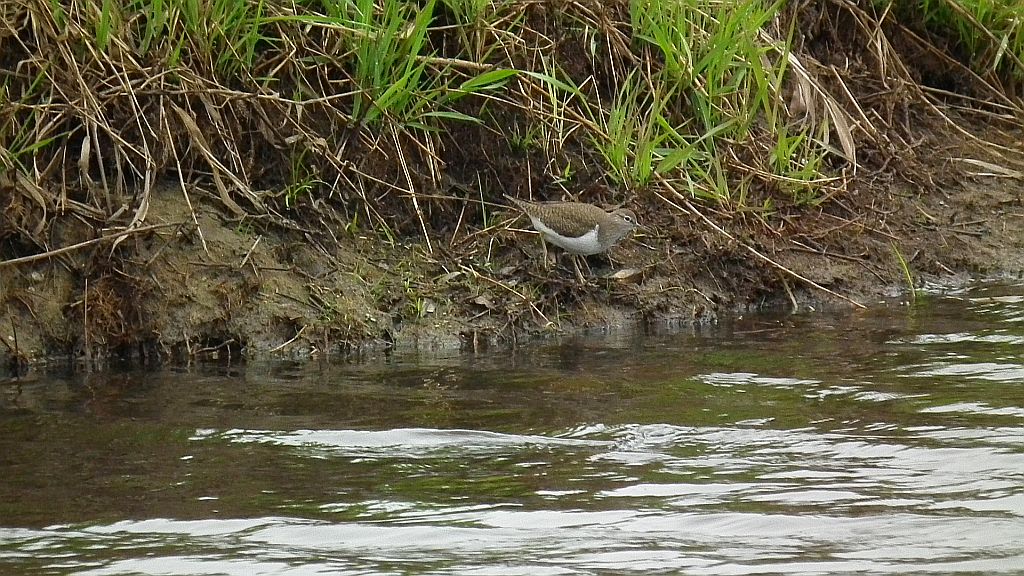 Brodziec piskliwy, brodziec krzykliwy, kuliczek piskliwy, piskliwiec (Actitis hypoleucos)