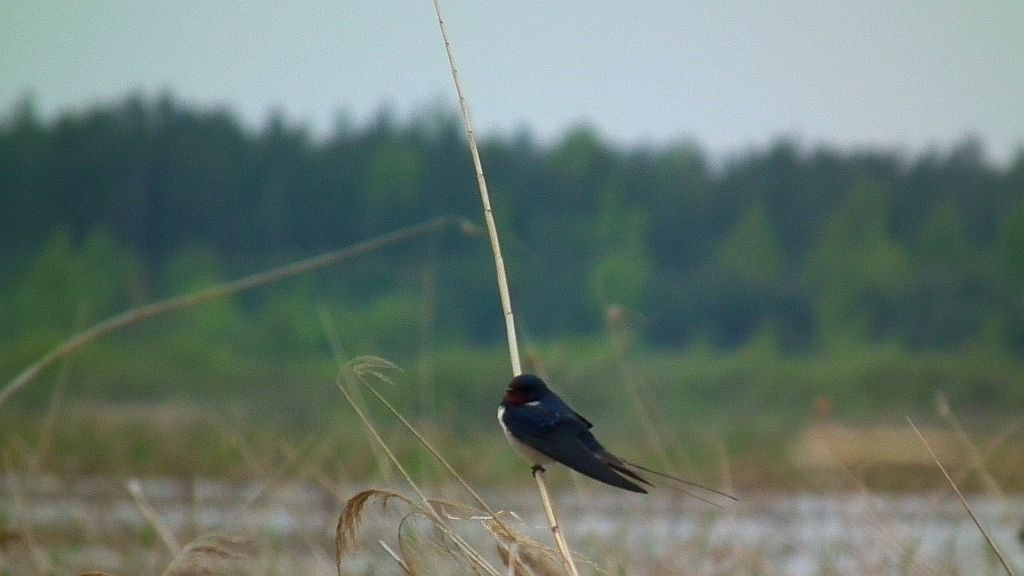 Jaskółka dymówka (Hirundo rustica)