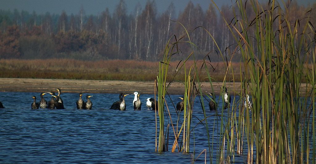 Kormoran zwyczajny, kormoran czarny (Phalacrocorax carbo)