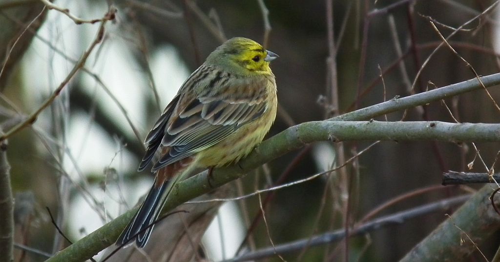 Trznadel zwyczajny, trznadel, trznadel żółtobrzuch (Emberiza citrinella)