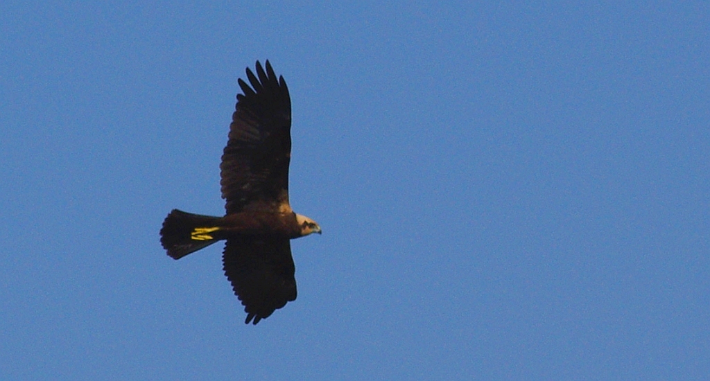 Błotniak stawowy (Circus aeruginosus)