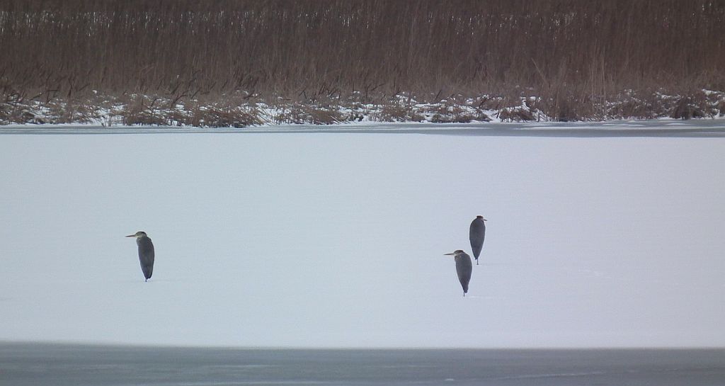 Czapla siwa (Ardea cinerea)