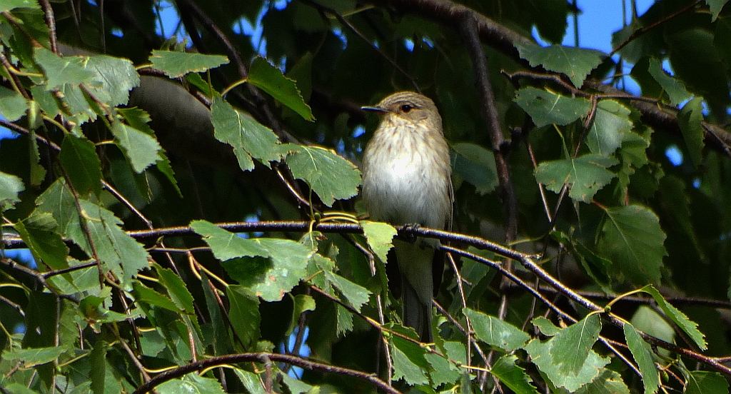 Muchołówka szara (Muscicapa striata)
