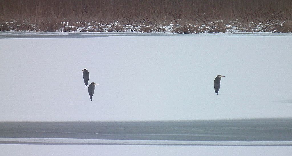 Czapla siwa (Ardea cinerea)