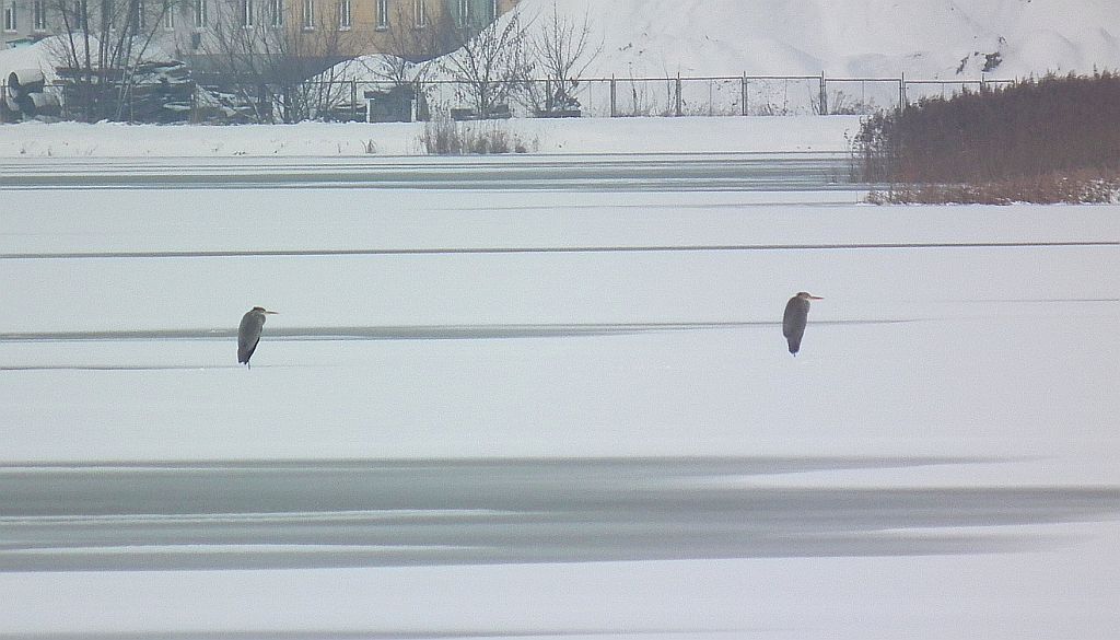 Czapla siwa (Ardea cinerea)