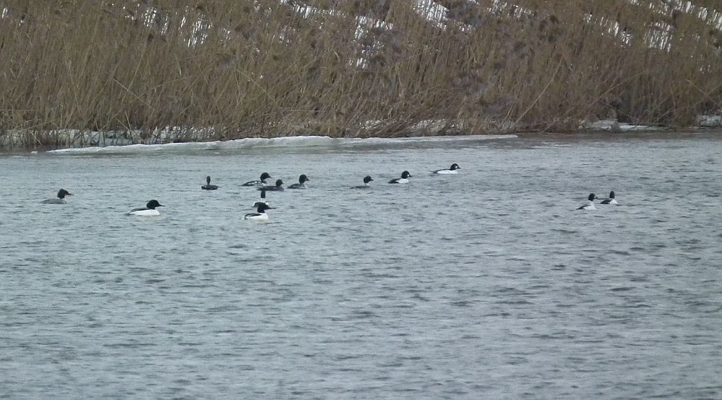 Nurogęś, tracz nurogęś (Mergus merganser) i gągoł (Bucephala clangula)