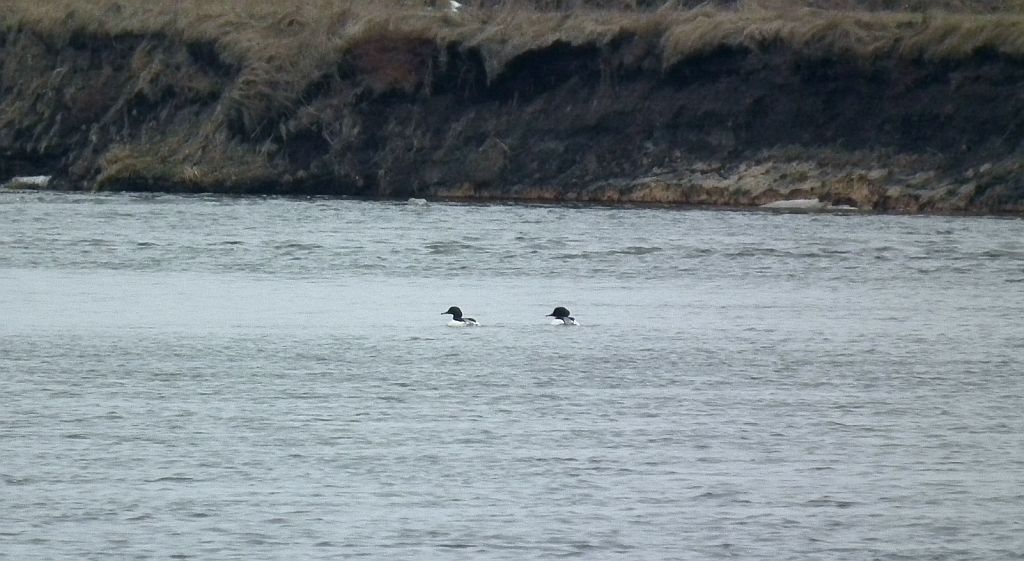 Nurogęś, tracz nurogęś (Mergus merganser)