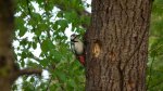 Dzięcioł duży (Dendrocopos major)