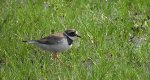 Sieweczka obrożna, lądowiec (Charadrius hiaticula)