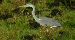 Czapla siwa (Ardea cinerea)