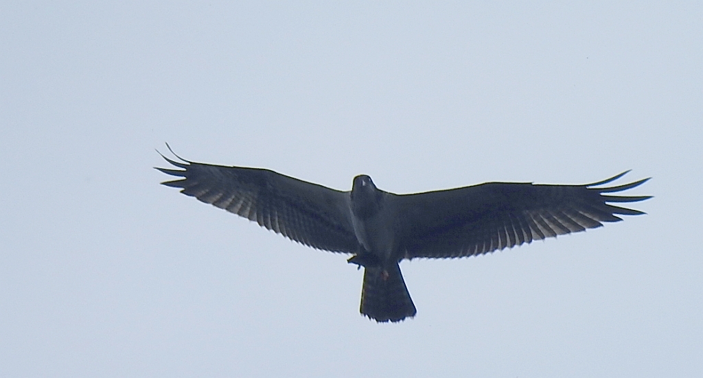 Rybołów (Pandion haliaetus)