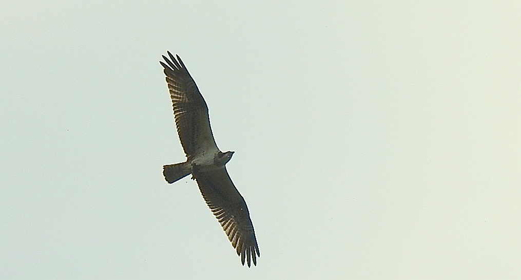 Rybołów (Pandion haliaetus)