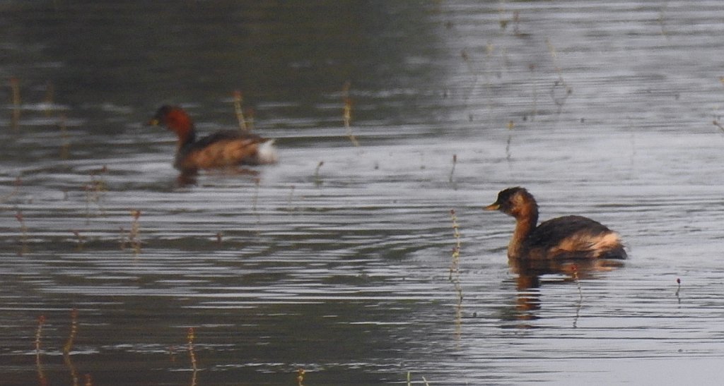 Perkozek zwyczajny, perkozek (Tachybaptus ruficollis)