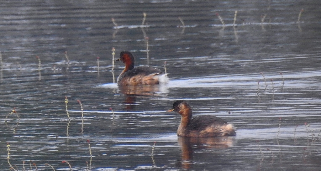 Perkozek zwyczajny, perkozek (Tachybaptus ruficollis)