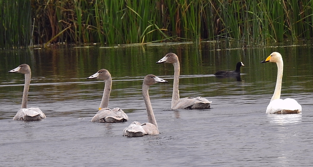 Łabędź krzykliwy (Cygnus cygnus)