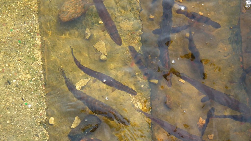 Szczupak (Esox lucius) i okoń (Perca fluviatilis)