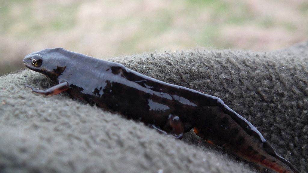 Traszka zwyczajna (Lissotriton vulgaris)