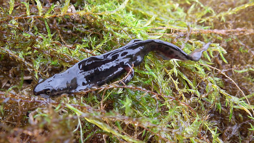 Traszka zwyczajna (Lissotriton vulgaris)