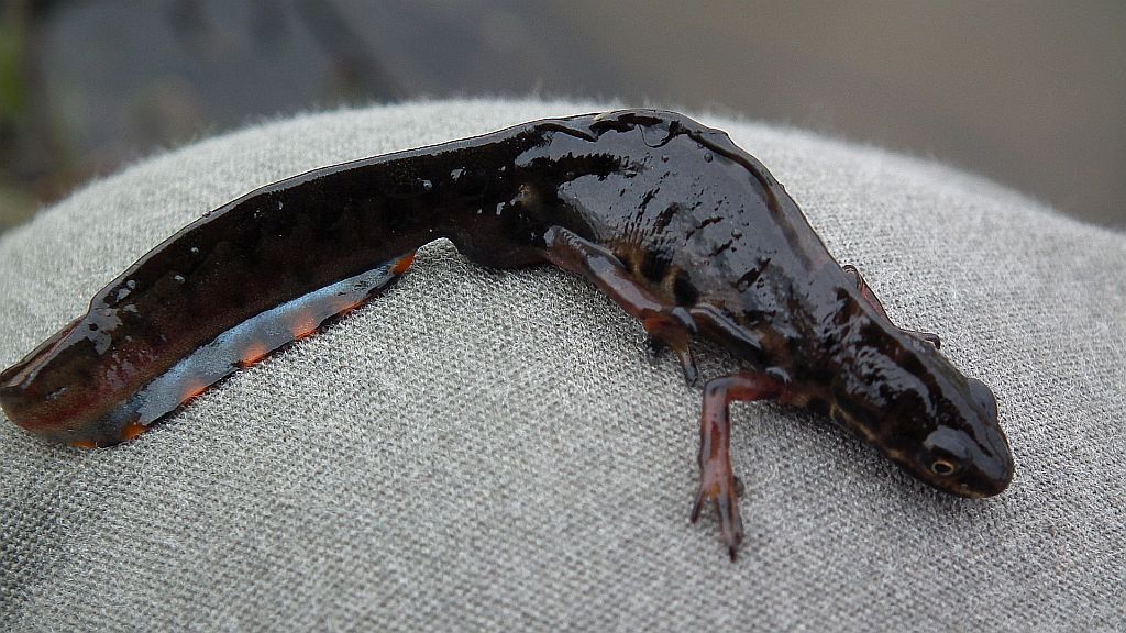 Traszka zwyczajna (Lissotriton vulgaris)