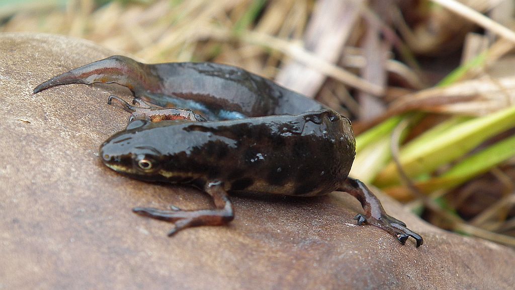 Traszka zwyczajna (Lissotriton vulgaris)