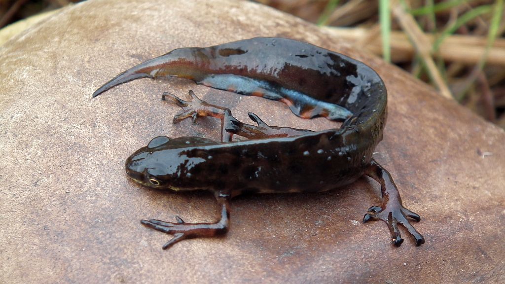 Traszka zwyczajna (Lissotriton vulgaris)