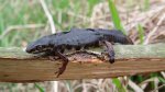 Traszka zwyczajna (Lissotriton vulgaris)