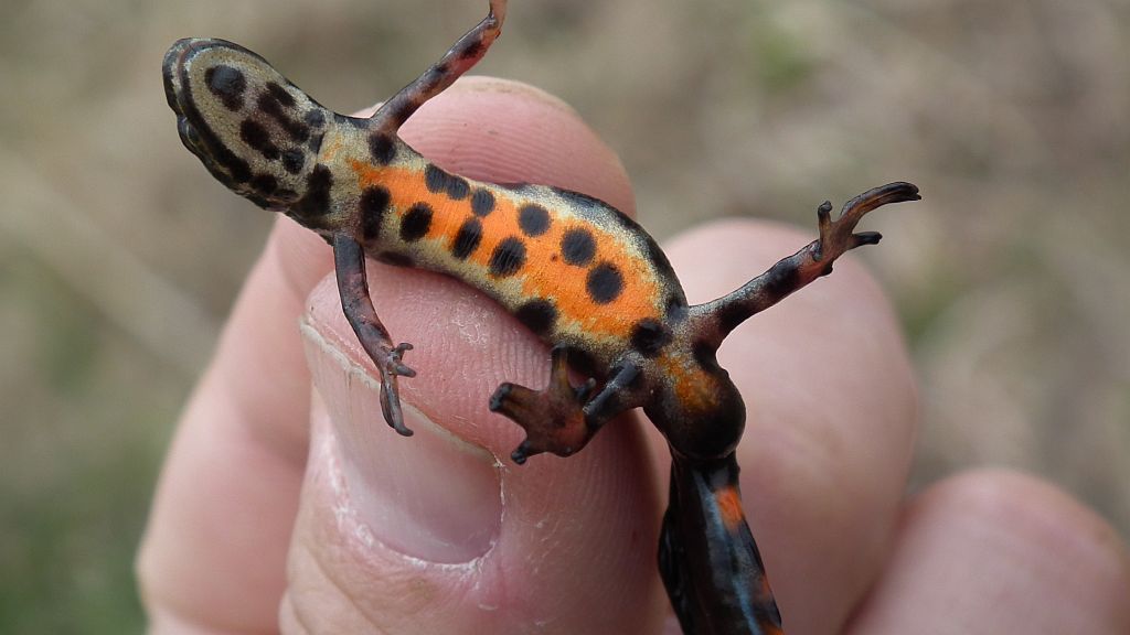 Traszka zwyczajna (Lissotriton vulgaris)
