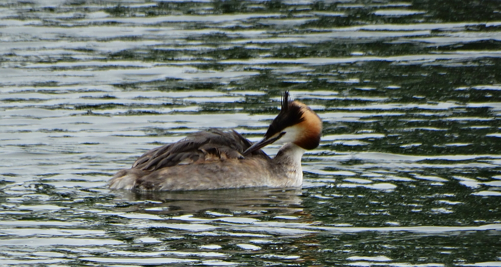 Perkoz dwuczuby (Podiceps cristatus)