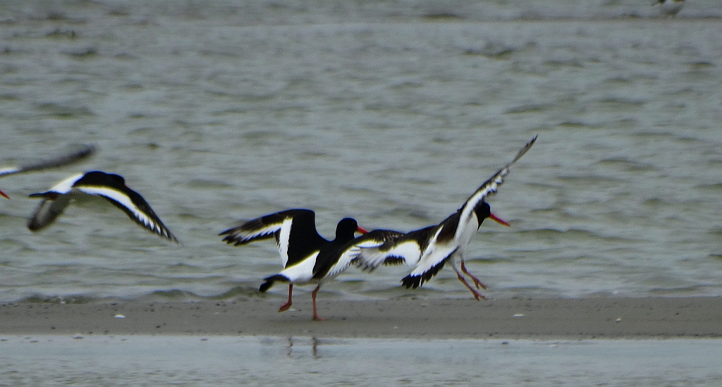 Ostrygojad zwyczajny, ostrygojad (Haematopus ostralegus)