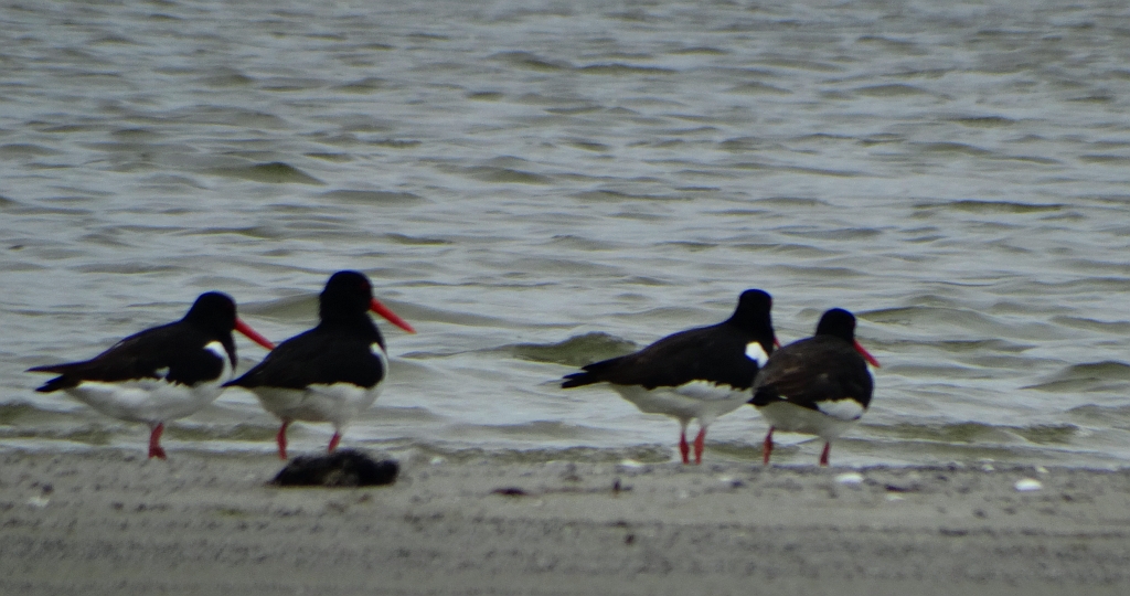 Ostrygojad zwyczajny, ostrygojad (Haematopus ostralegus)