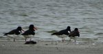 Ostrygojad zwyczajny, ostrygojad (Haematopus ostralegus)