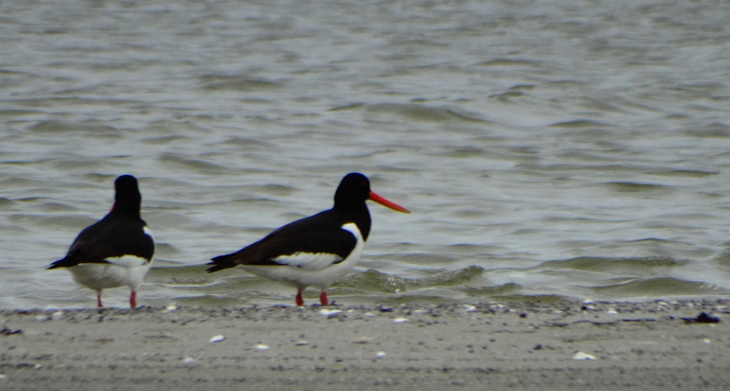 Ostrygojad zwyczajny, ostrygojad (Haematopus ostralegus)